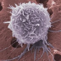 Khoa học và khía cạnh đạo đức trong việc nghiên cứu tế bào gốc